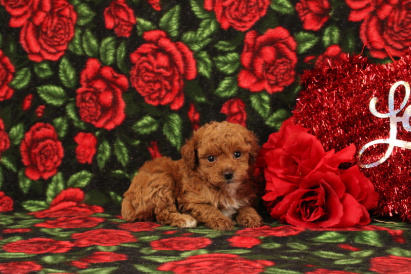 puppy, for, sale, Mini Poodle, Matthew B. Stoltzfus, dog, breeder, Gap, PA, dog-breeder, puppy-for-sale, forsale, nearby, find, puppyfind, locator, puppylocator, aca